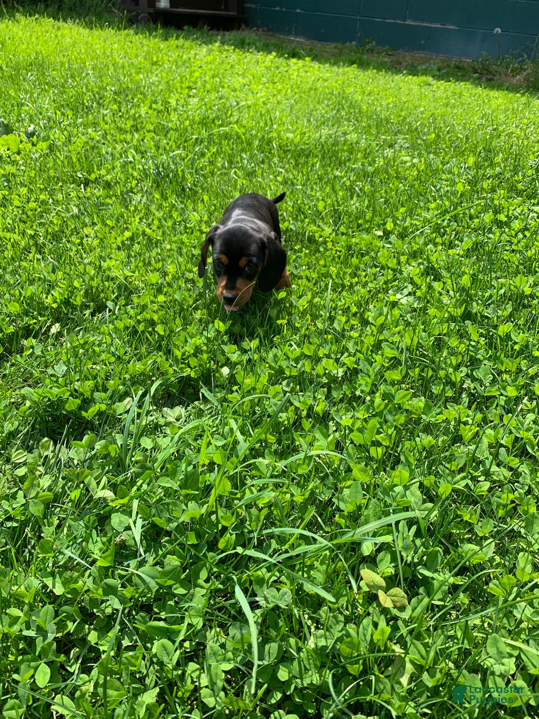 Dachshund dogs for sale: Long hollow Lenny - Image 3