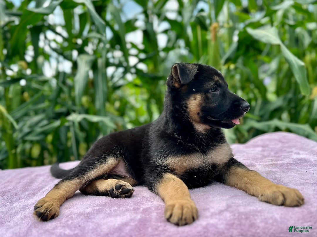 German Shepherd dogs for sale: Nala - Image 4