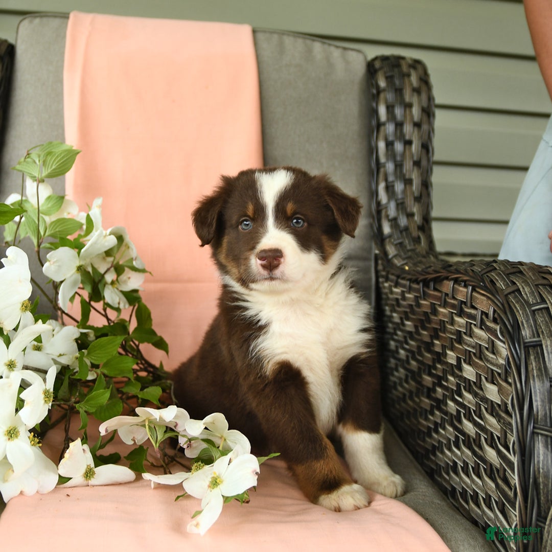 Australian Shepherd dogs for sale: Elvis - Image 5
