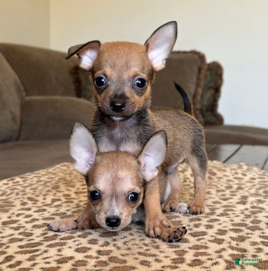 Chihuahua dogs for sale: Captain - Image 9