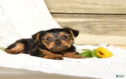 Yorkshire Terrier dogs for sale: Lucky - Image 7