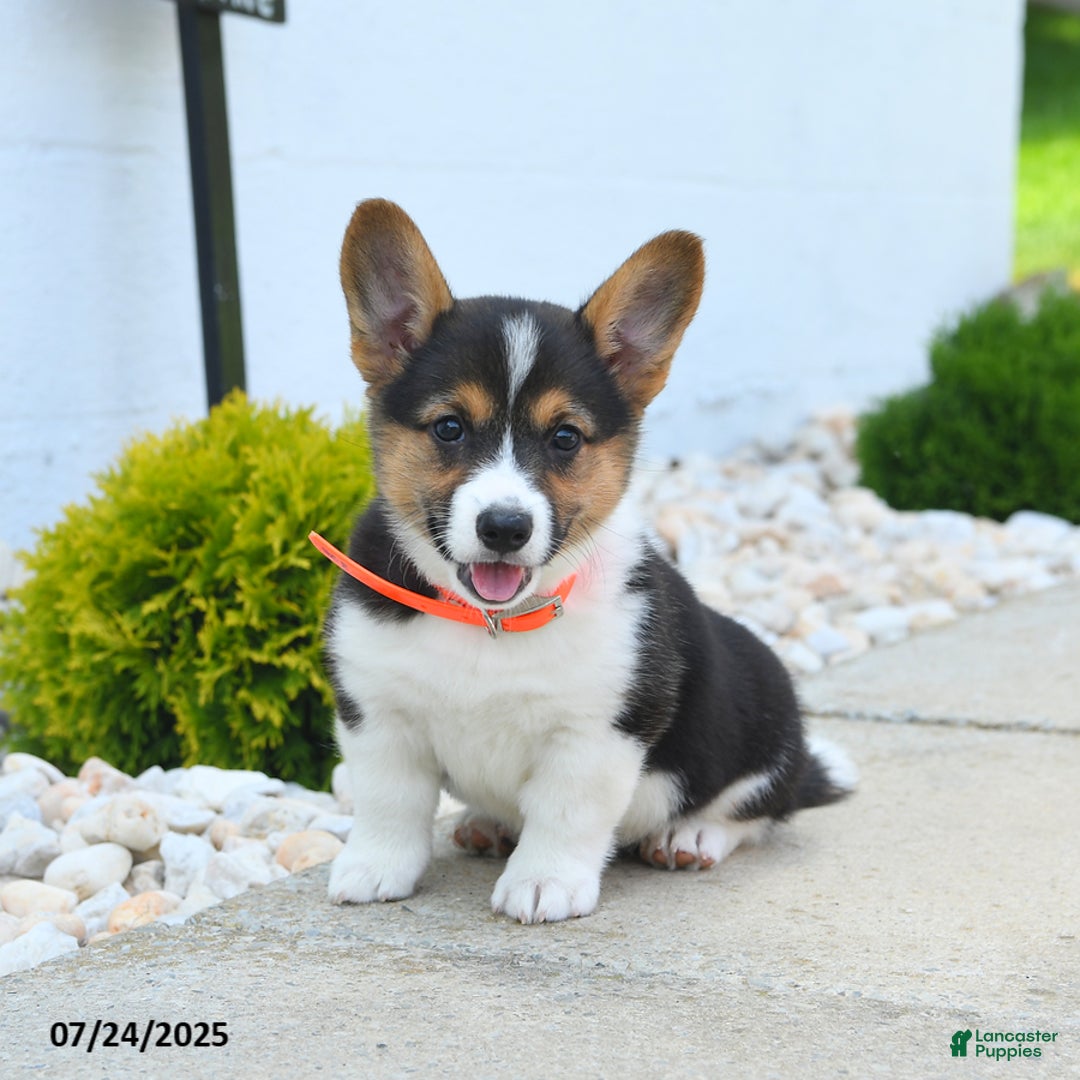 Welsh Corgi Pembroke dogs for sale: Tilly - Image 4