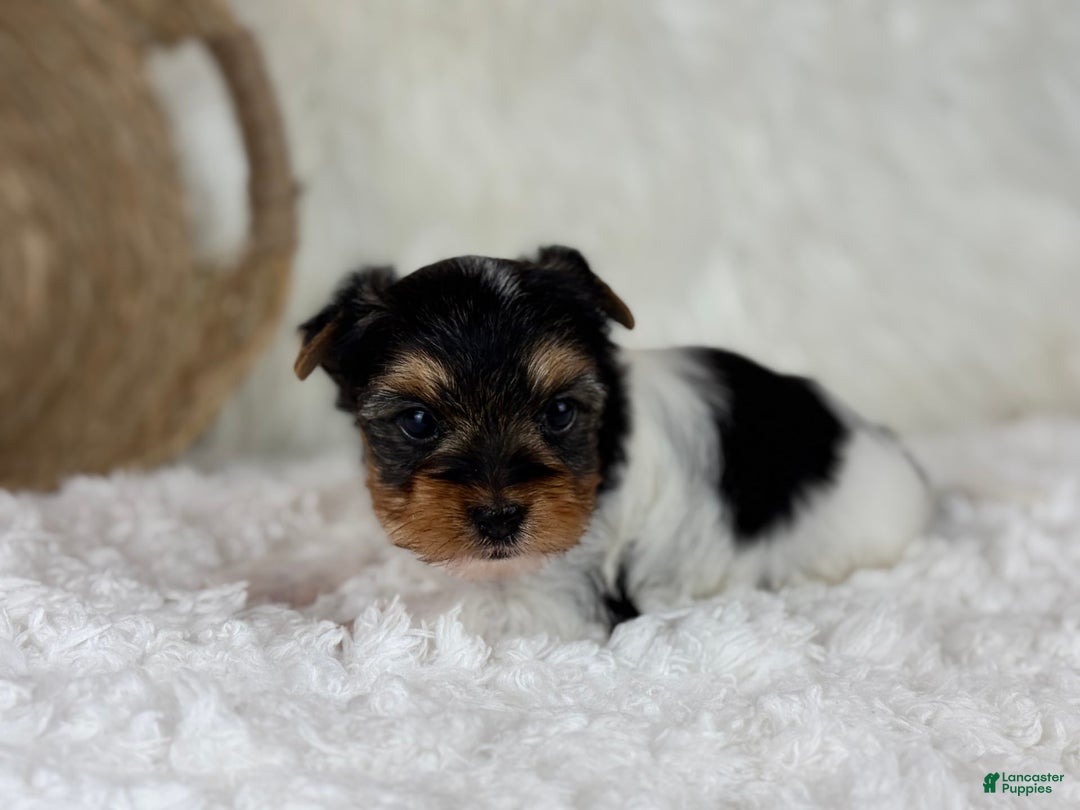 Yorkshire Terrier dogs for sale: Luka - Image 4
