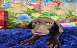German Shorthaired Pointer dogs for sale: Shay - Image 1