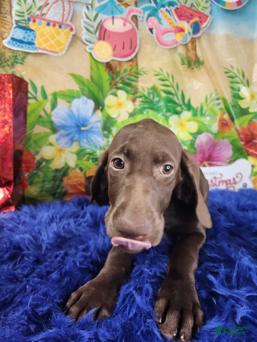 German Shorthaired Pointer dogs for sale: Shay - Image 1