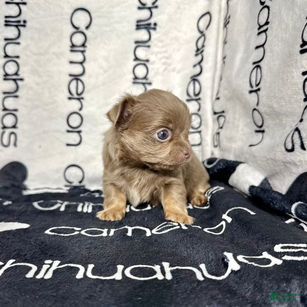 Chihuahua dogs for sale: Tobias Lavender Long Coat - Image 22