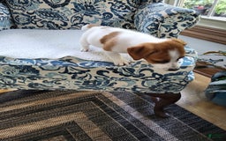 Jack Russell Terrier dogs for sale: Jack Russell Terrier 2 puppies - Image 9