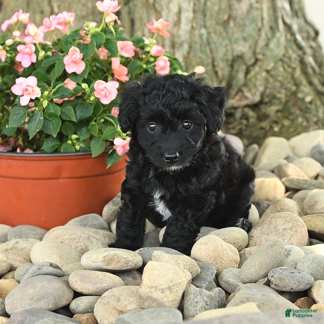 Mini Aussiedoodle dogs for sale: Wiggles - Image 1