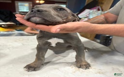 Cane Corso dogs for sale: Princess - Image 1