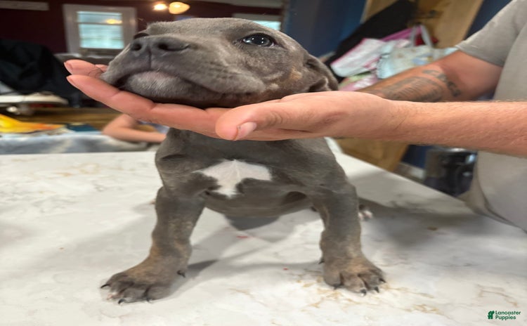 Cane Corso dogs for sale - Ad 1
