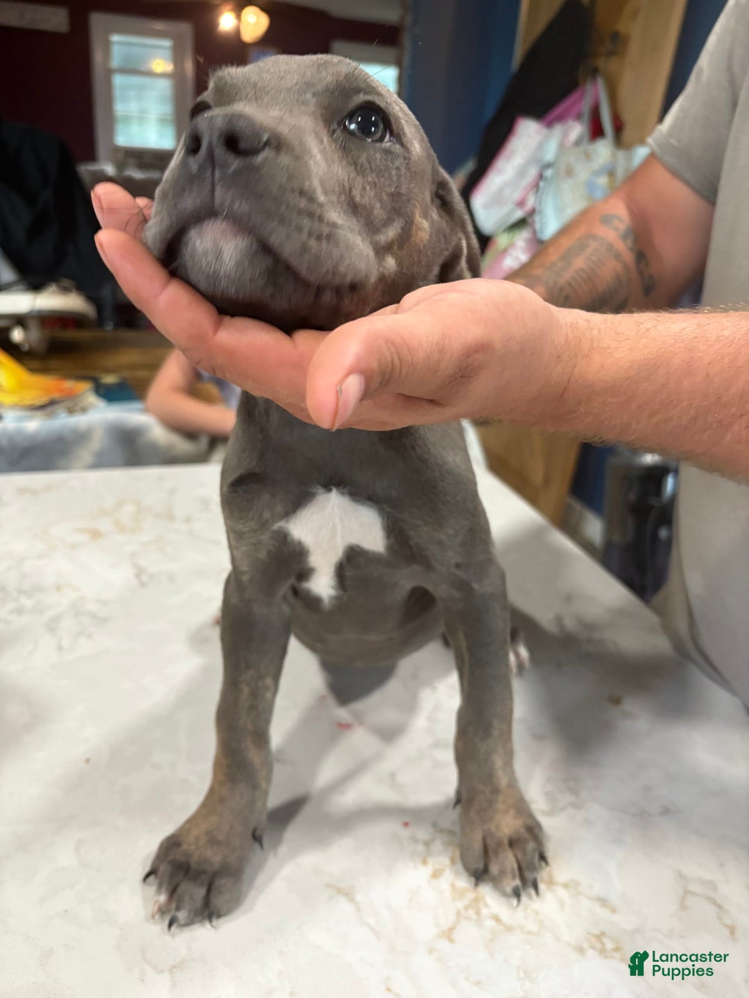 Cane Corso dogs for sale: Princess - Image 1