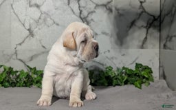 Mini Hippo dogs for sale: Cody - Image 3