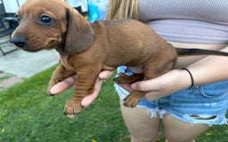 Miniature Dachshund dogs for sale: Penny - Image 2