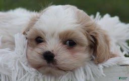 Maltese dogs for sale: Teddy - Image 4
