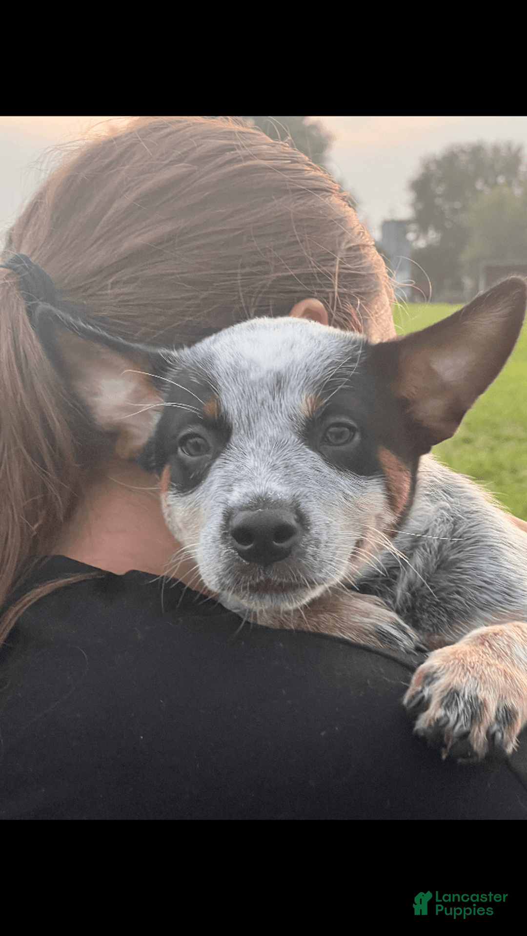 Australian Cattle Dog dogs for sale: Australian Cattle Dog 4 puppies - Image 2