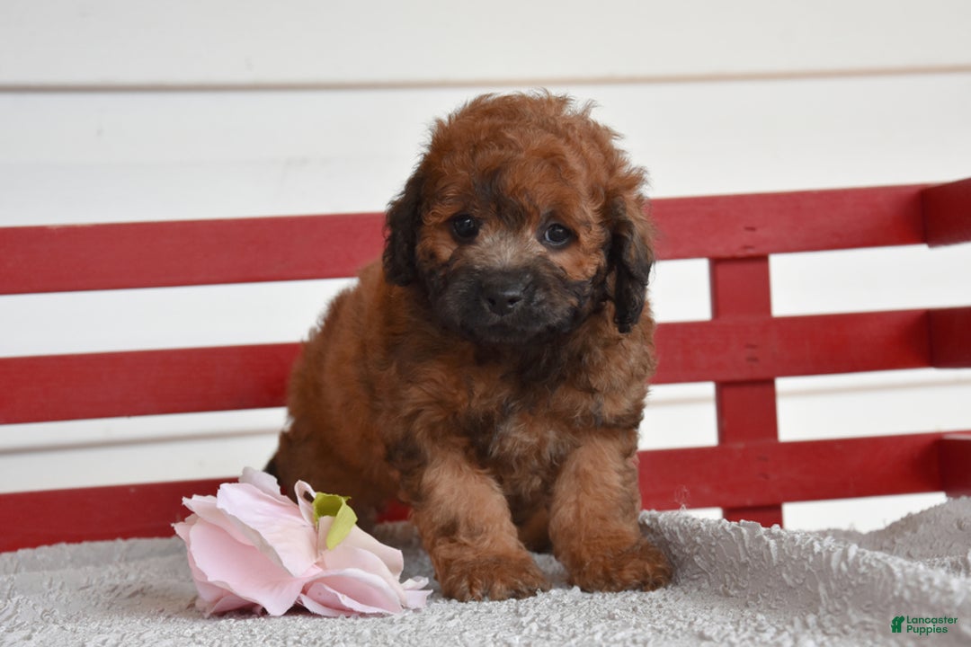 Cockapoo dogs for sale: Spencer - Image 4