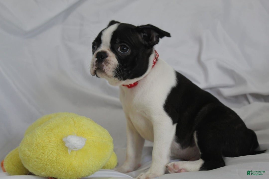 Boston Terrier dogs for sale: Luca - Image 4