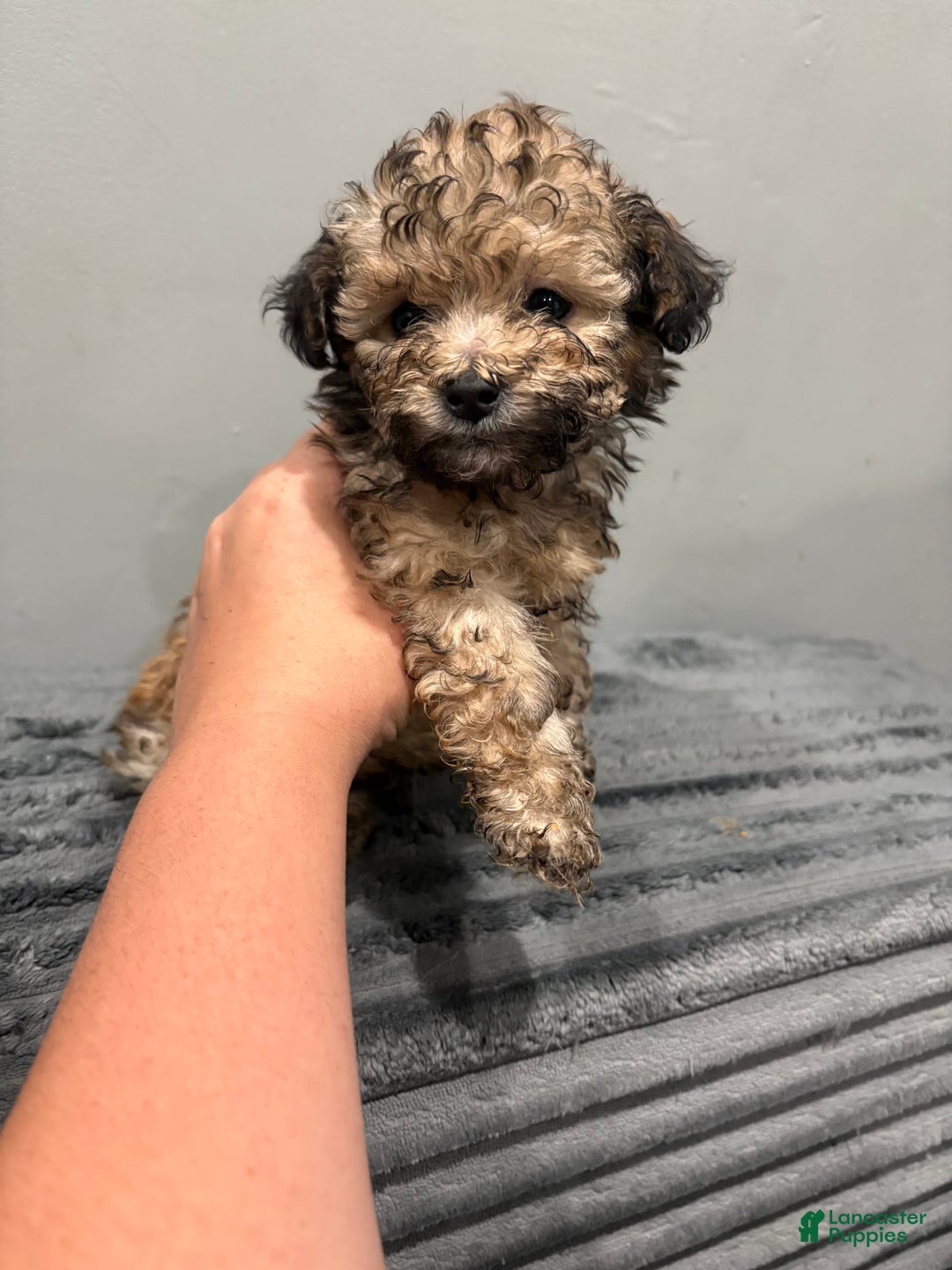 Malshi dogs for sale: Pooch - Image 2