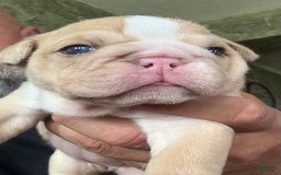 English Bulldog dogs for sale: Lucy - Image 3