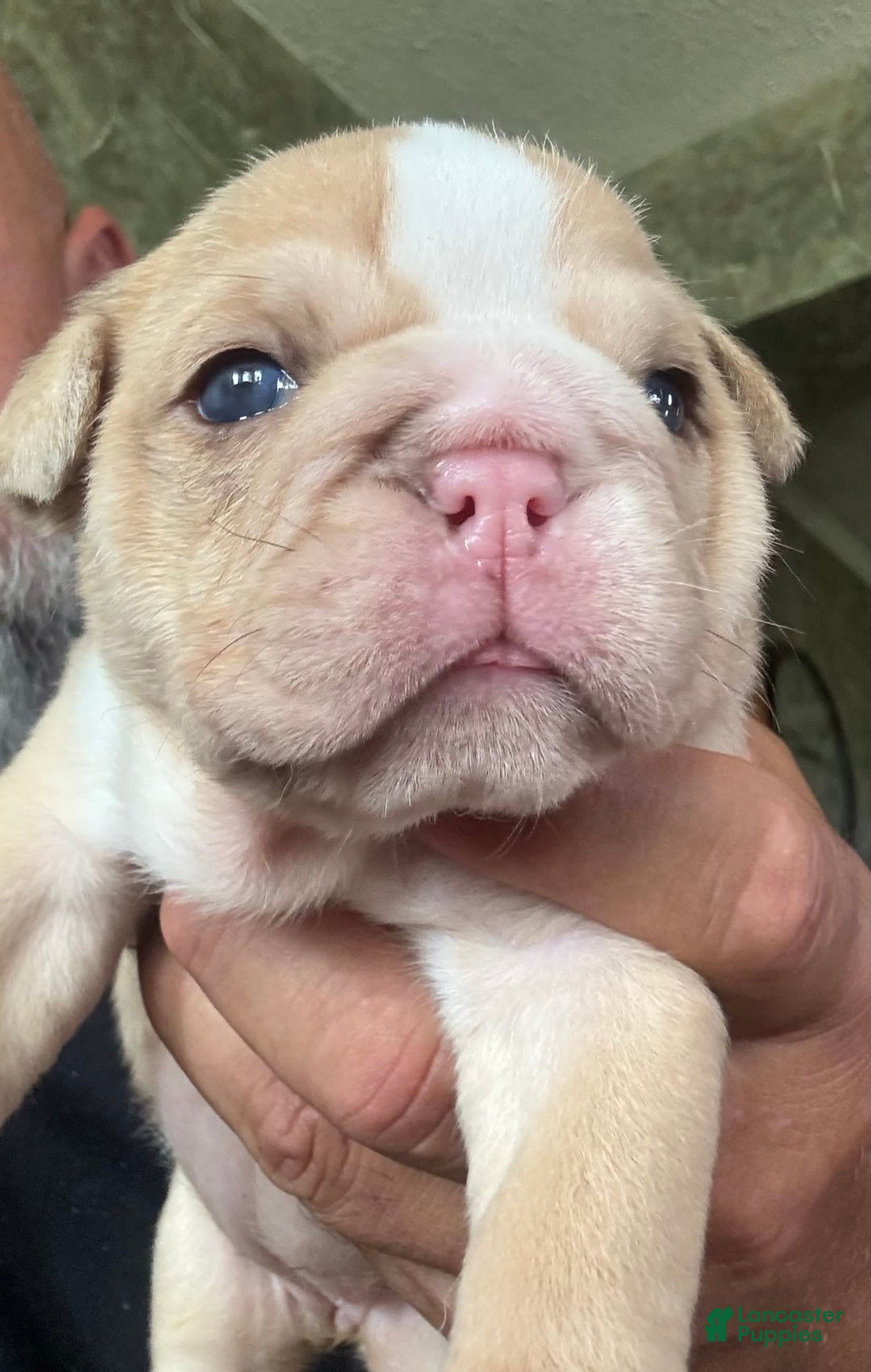 English Bulldog dogs for sale: Lucy - Image 3