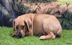 Catahoula Leopard Dog dogs for sale: Houdini 2025 Female 1 - Image 11