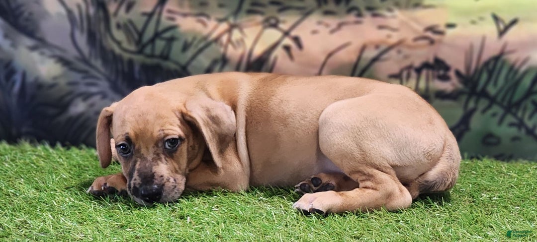 Catahoula Leopard Dog dogs for sale: Houdini 2025 Female 1 - Image 11