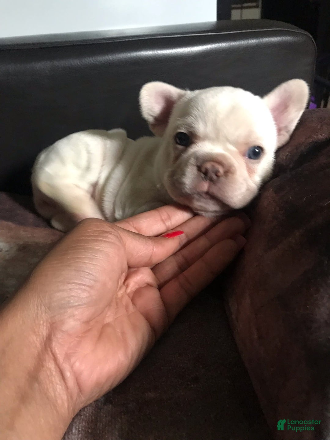 French Bulldog dogs for sale: Hera - Image 5