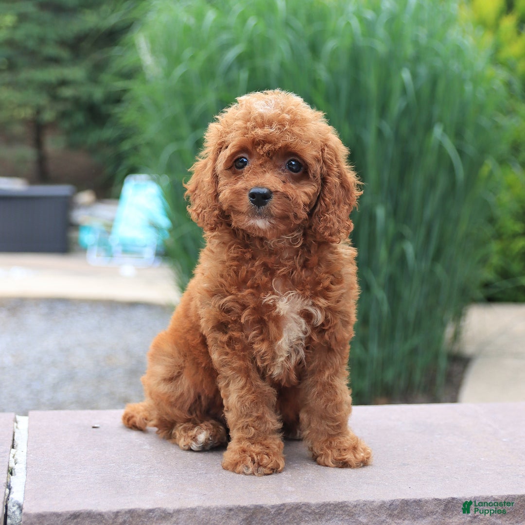 Miniature Poodle dogs for sale: Hazel - Image 3