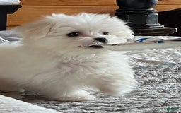 Maltese dogs for sale: Tutie - Image 19