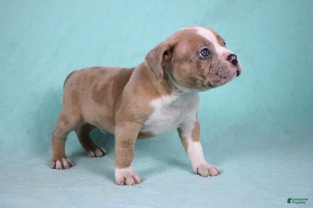 American Bully dogs for sale: Fawn/White Merle Male - Image 2