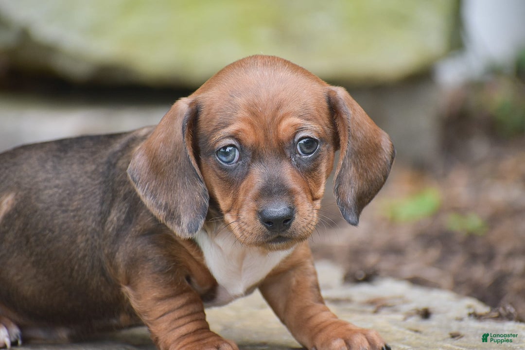 Dachshund dogs for sale: Wrenna - Image 13