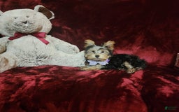 Yorkshire Terrier dogs for sale: Maui - Image 7
