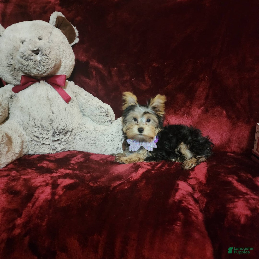 Yorkshire Terrier dogs for sale: Maui - Image 7