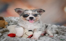 Chihuahua dogs for sale: Winston - Image 11