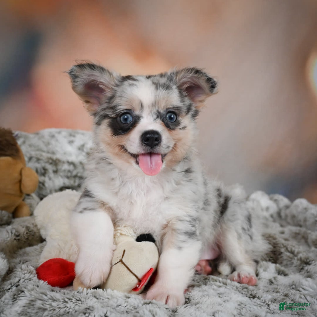 Chihuahua dogs for sale: Winston - Image 11