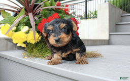 Yorkshire Terrier dogs for sale: Ricky - Image 3