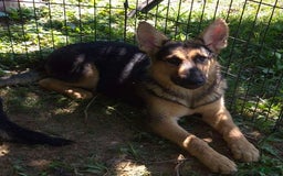 German Shepherd dogs for sale: Heidi - Image 18