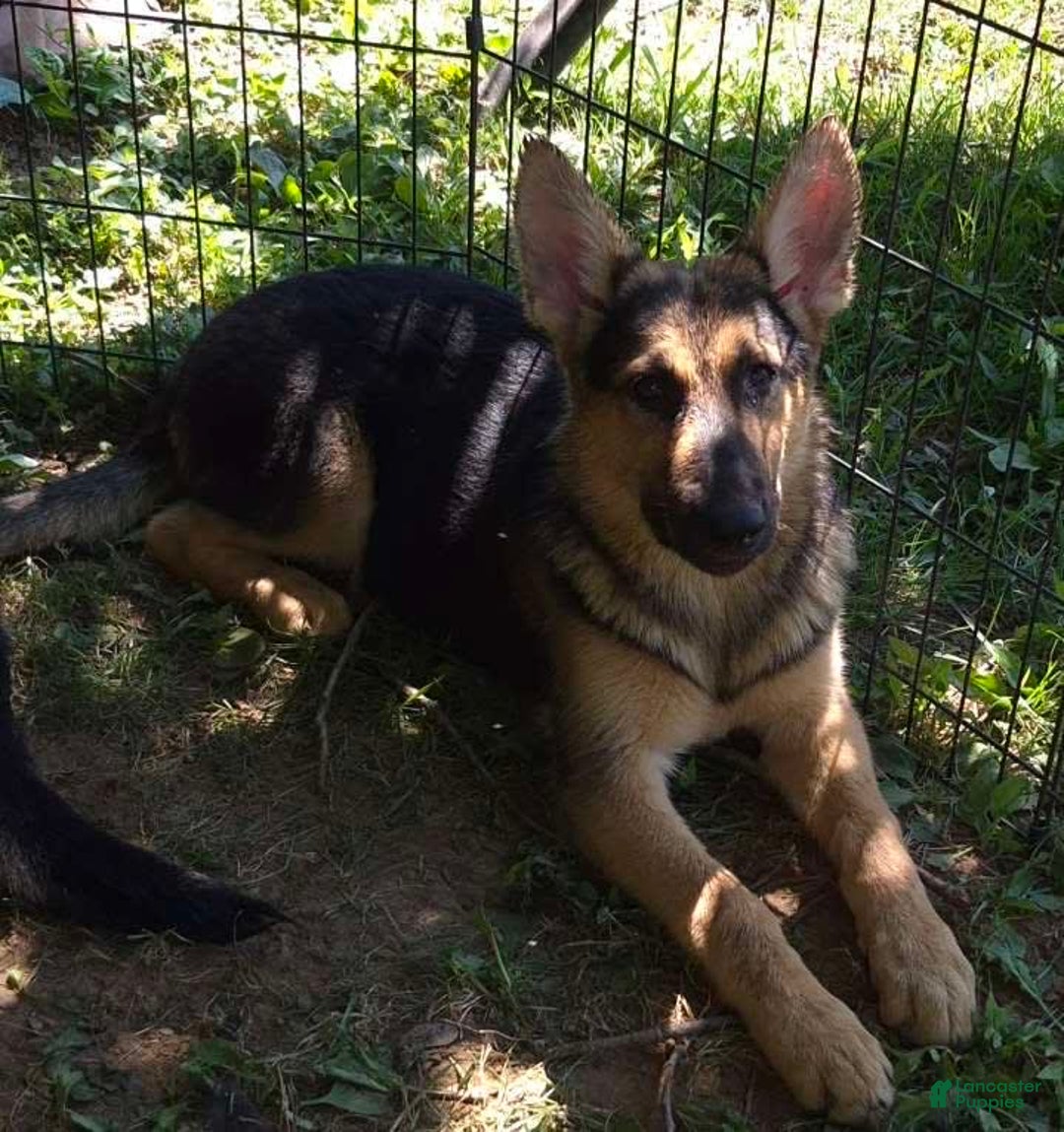 German Shepherd dogs for sale: Heidi - Image 18
