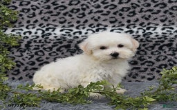Havanese dogs for sale: Chadwin - Image 2