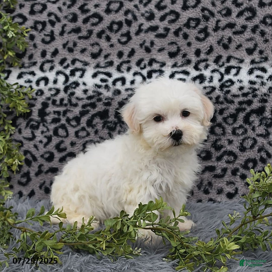 Havanese dogs for sale: Chadwin - Image 2