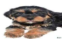 Shorkie dogs for sale: Wyatt - Image 6