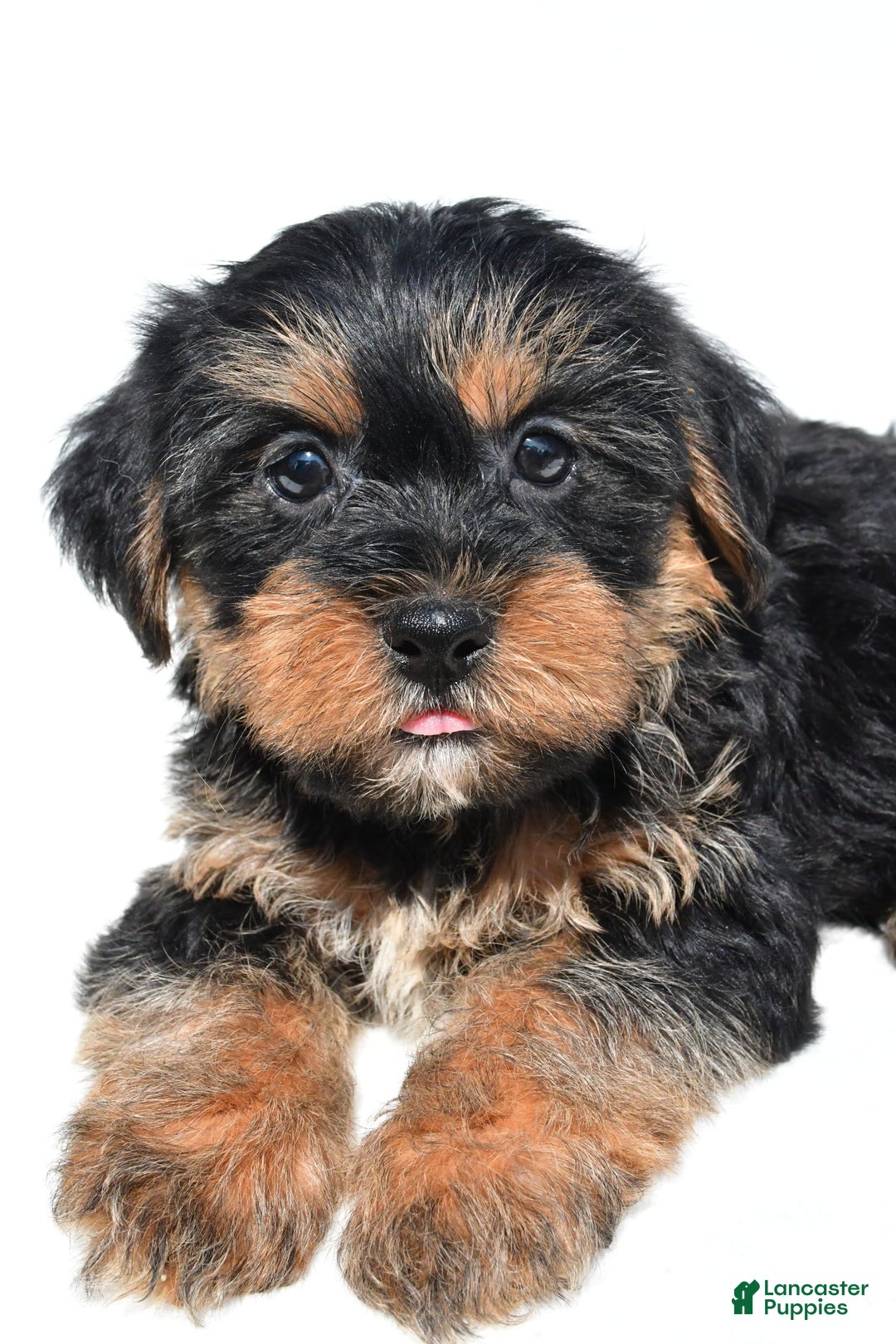 Shorkie dogs for sale: Wyatt - Image 6