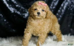 Miniature Poodle dogs for sale: Mulan - Image 2