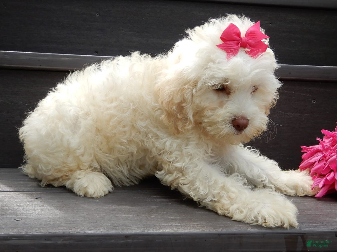 Cockapoo dogs for sale: Juliet - Image 4