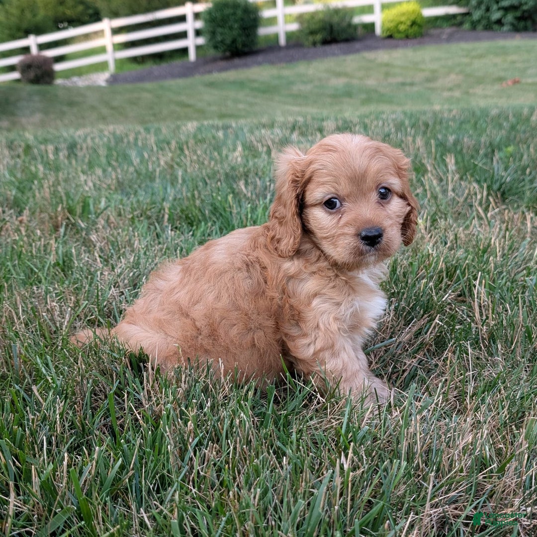 Cavapoo dogs for sale: Rusty - Image 3