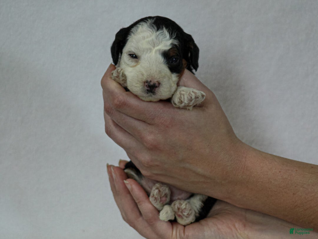 Mini Bernedoodle dogs for sale: Mercedes - Image 6