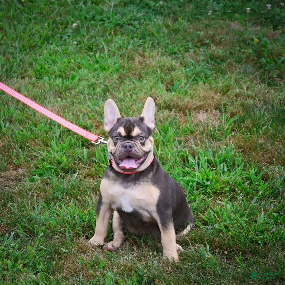 French Bulldog dogs for sale: Nova - Image 5