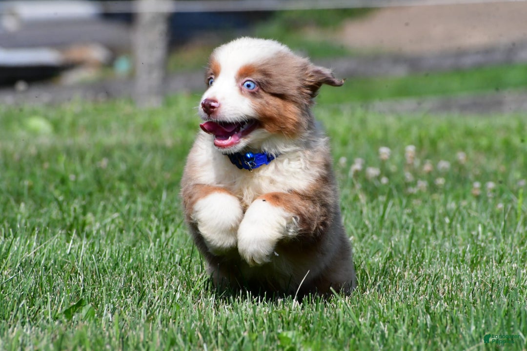 Miniature Australian Shepherd dogs for sale: Jasper - Image 1
