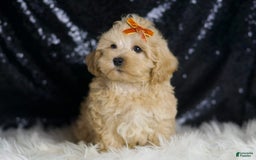 Maltipoo dogs for sale: Scotch - Image 3