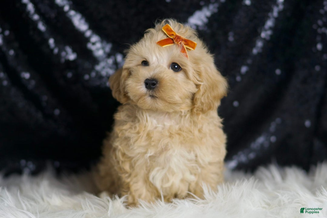 Maltipoo dogs for sale: Scotch - Image 3